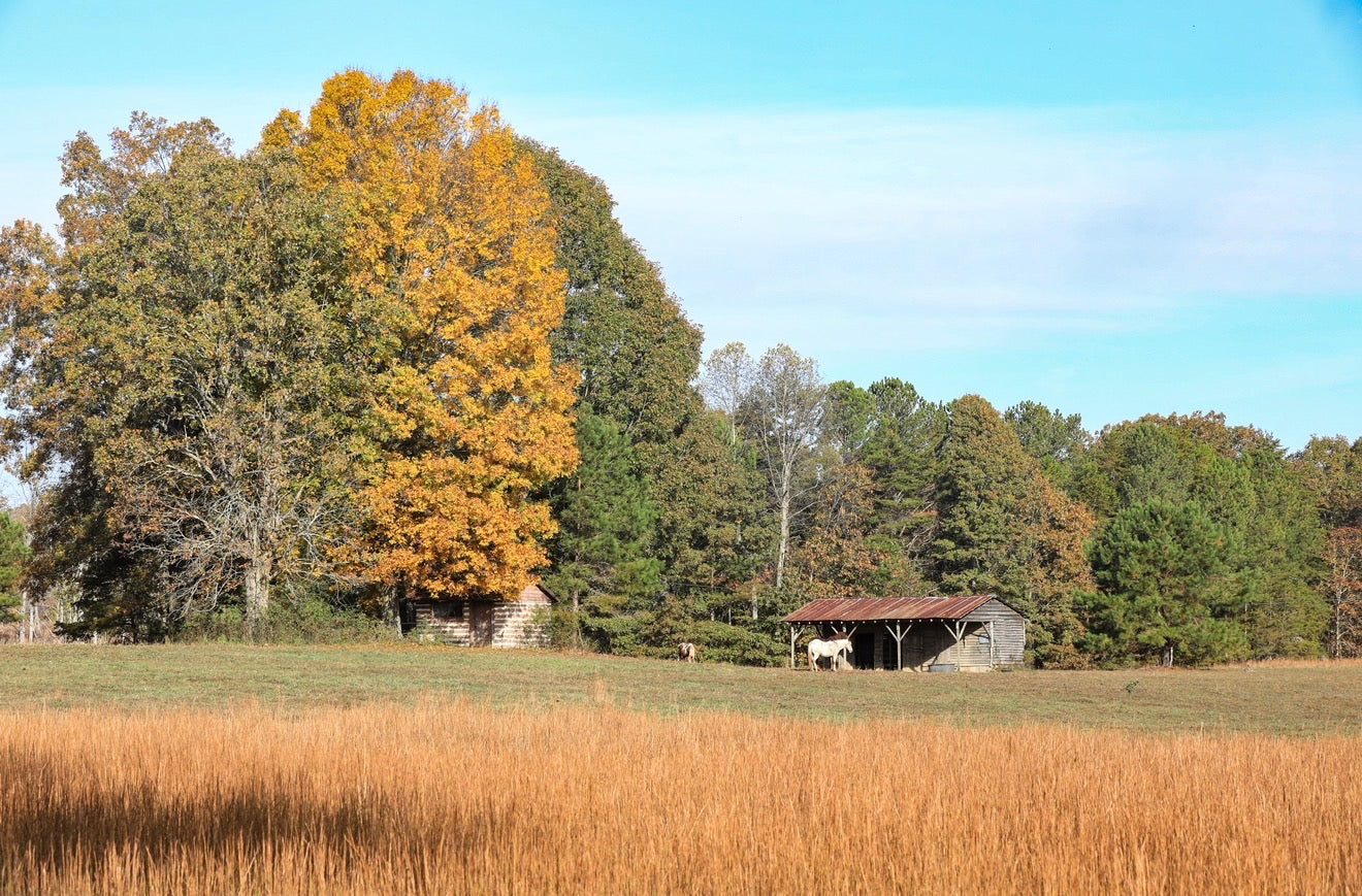 Americano “Horses”