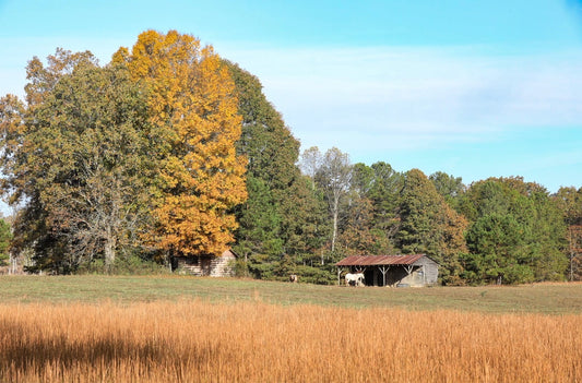 Americano “Horses”