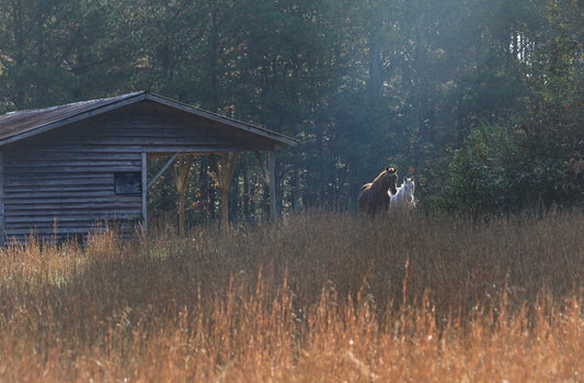 Americano “Horses & Barn”